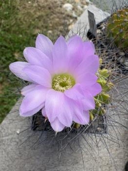 Acanthocalycium spiniflorum